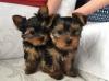 Puppies for sale Netherlands, Amsterdam Yorkshire Terrier