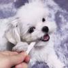 Puppies for sale Cyprus, Limassol Maltese