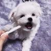 Puppies for sale Cyprus, Nicosia Maltese