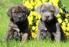 Puppies for sale Hungary, Budapest Other breed, Cane corso