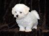 Puppies for sale Cyprus, Paphos Bichon