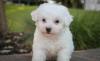 Puppies for sale Lithuania, Ignalina Bichon