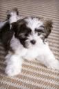 Puppies for sale Sweden, Malmo Lowchen