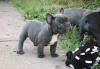 Puppies for sale Germany, Bremen French Bulldog