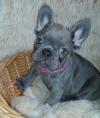 Puppies for sale Netherlands, Eindhoven French Bulldog