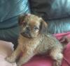 Puppies for sale Sweden, Stockholm Brussels Griffon