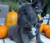 Puppies for sale Germany, Mainz French Bulldog