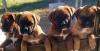 Puppies for sale Cyprus, Paphos Boxer