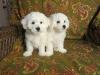 Puppies for sale USA, Colorado Bichon