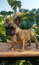 Puppies for sale Canada, Quebec French Bulldog, French Bulldog