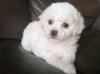 Puppies for sale Finland, Bichon