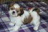 Puppies for sale Cyprus, Nicosia Shih Tzu