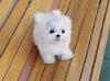 Puppies for sale Cyprus, Ayia Napa Maltese