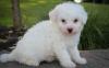 Puppies for sale Lithuania, Birzai Bichon