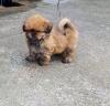 Puppies for sale Germany, Essen Lhasa Apso