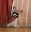 Puppies for sale Canada, Ontario, London French Bulldog, French Bulldog