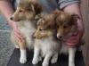 Puppies for sale Germany, Bochum Sheltie (Shetland Sheepdog)