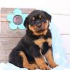 Puppies for sale Russia, Moscow Rottweiler