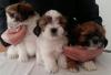Puppies for sale Cyprus, Limassol Lhasa Apso