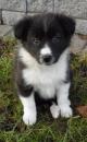 Puppies for sale Sweden, Stockholm Collie
