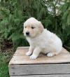 Puppies for sale Lithuania, Druskininkai Golden Retriever