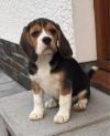 Puppies for sale Spain, Seville Beagle
