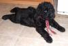 Puppies for sale Germany, Munich Black Russian Terrier