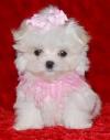 Puppies for sale Italy, Naples Maltese