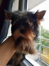 Puppies for sale Hungary, Szekesfehervar Yorkshire Terrier