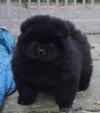 Puppies for sale Netherlands, The Hague Chow Chow