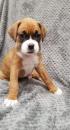 Puppies for sale Portugal, Port Boxer