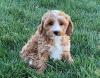 Puppies for sale Belgium, Brussels , Cavapoo