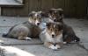 Puppies for sale Denmark, Odense Sheltie (Shetland Sheepdog)