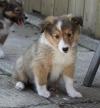 Puppies for sale Netherlands, Breda Sheltie (Shetland Sheepdog)