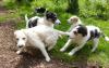 Puppies for sale Portugal, Braga , Borzoi