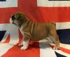 Puppies for sale Cyprus, Nicosia English Bulldog