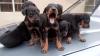 Puppies for sale Malta, Valletta Doberman