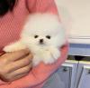 Puppies for sale Italy, Cortina d'ampetso Pomeranian Spitz