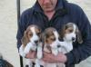 Puppies for sale Cyprus, Nicosia Beagle
