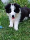 Puppies for sale Poland, Bielsko-Biala Border Collie