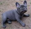 Puppies for sale Cyprus, Nicosia French Bulldog