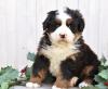 Puppies for sale Netherlands, Hemstede Bernese Mountain Dog