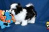 Puppies for sale Germany, Nuremberg Shih Tzu