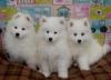 Puppies for sale Portugal, Port Samoyed dog (Samoyed)