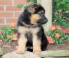 Puppies for sale Poland, Poznan German Shepherd Dog