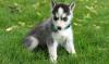 Puppies for sale Finland, Helsinki Haski