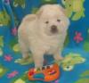 Puppies for sale France, Paris Chow Chow