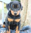 Puppies for sale Netherlands, Hemstede Doberman