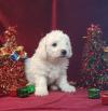 Puppies for sale Czech Republic, Prague Bichon