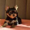 Puppies for sale Sweden, Stockholm Yorkshire Terrier